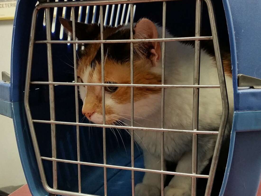 calico kitty in pet carrier is ready for emergency evacuation