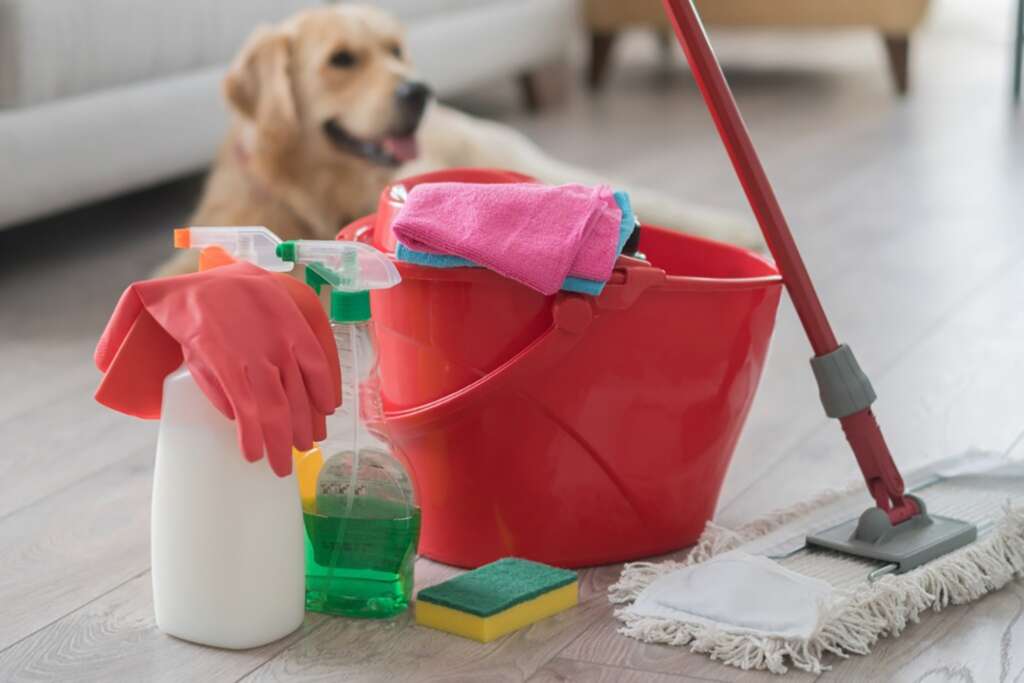 Spring cleaning supplies stand at the ready while the dog looks on