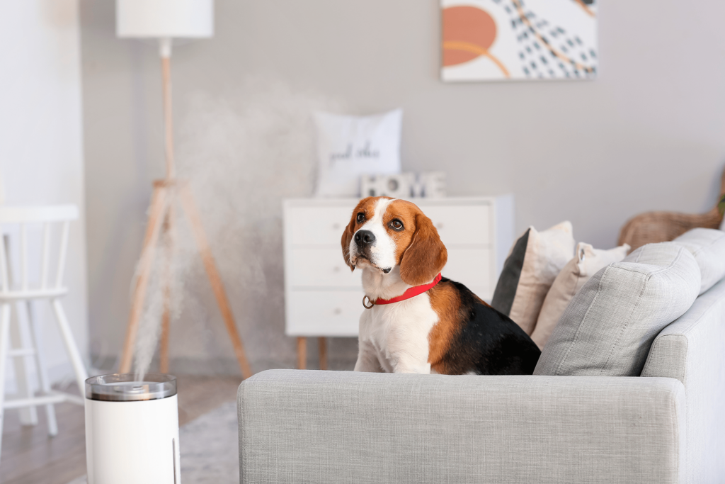 This dog looks happy - and he has no idea that he is breathing in the cleanest air possible in the home. All American Heating can help you create