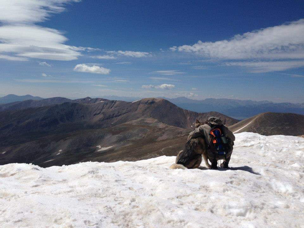 Our own Tim Greenlaw, on top of the world with his dog, Star.